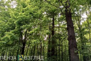 Пензенцы возмущены строительством дороги возле сквера «Семейный»