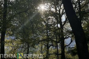 Минлесхоз Пензенской области за 1 полугодие заработал в 10 раз больше плана
