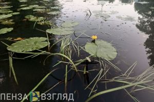 В Заречном приводят в порядок пруд в зона отдыха «Лесная»