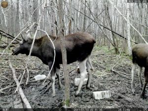 В Нижнеломовском районе незаконно убили лося, причинив ущерб на 240 тысяч рублей