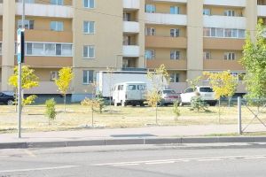 Власти Пензы объяснили, почему не поливают деревья на Аллее войск химзащиты