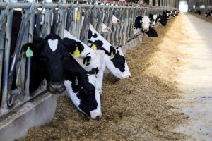 Пензенские предприниматели отгрузили пищевую продукцию на 63 миллиарда рублей