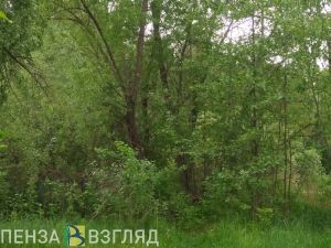 В Пензенской области вынесен приговор браконьеру за 7 незаконно добытых косуль