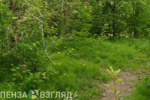 В лесах Пензенской области начнут летать беспилотники