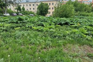 В Пензенской области могут ввести новый штраф за разрастающийся борщевик