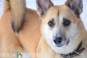 С 1 сентября в Пензенской области оштрафуют за неправильное содержание собак