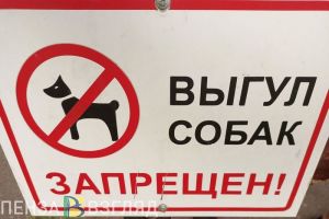 Пензенским владельцам опасных собак пока не запретят их разведение в квартирах