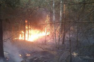 В 2024 году на территории Пензенской области ликвидировали 21 лесной пожар