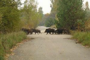 В Пензенской области жертвами невнимательного водителя стали 5 кабанов