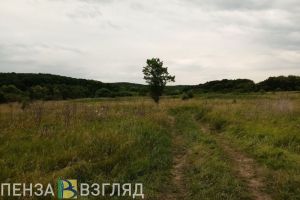 В Башмаковском районе обнаружены очаги вредного карантинного растения