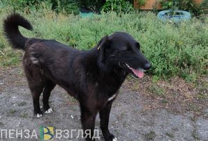 В центре Пензы установят карантин по бешенству
