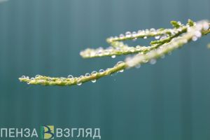 30 июля в Пензенской области ожидается желтый уровень погодной опасности