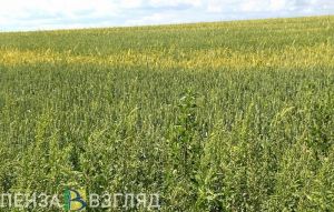 Энтомолог призвал жителей Пензенской области не «плющить» ядовитых пауков