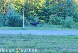 В Пензенской области утвердили квоты добычи охотничьих ресурсов