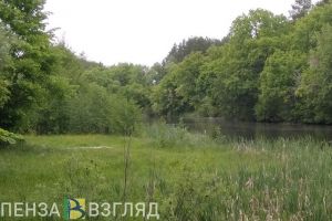 Пензенцы могут поучаствовать в жеребьевке на добычу копытных животных