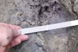 В Сосновоборском районе обнаружили следы медведя