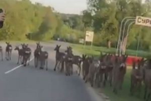В Сурске сняли на видео стадо оленей