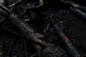 В Белинском росгвардейцы спасли от возгорания лес и жилые дома