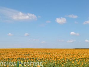 7 августа в Пензенской области ожидается 27 градусов тепла