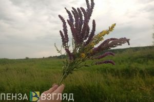 Похолодает до +12: жителям Пензенской области рассказали о погоде 14 августа