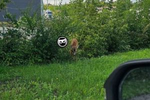 В минлесхозе региона ответили на сообщения о хромой косуле в Пензе