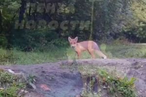 В Сердобском районе лиса выпрашивала у рыбаков улов
