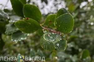 Пензенцам прогнозируют дождливую погоду 15 августа