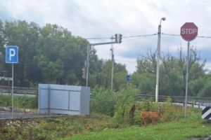 В Пензе уже месяц не могут отловить хромающую косулю