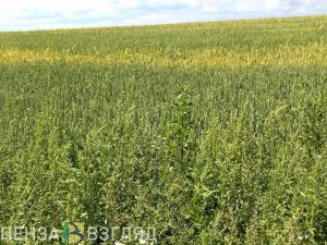 Пензенцев будут штрафовать на сумму до 300 тысяч рублей за мак
