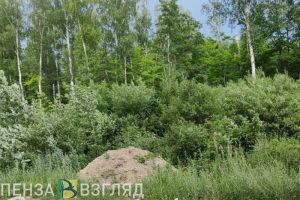 Пензенский Минлесхоз заявил о тоннах отходов, вывозимых из Арбековского леса
