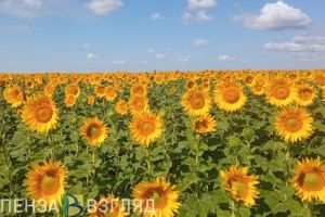 В Пензенскую область лето вернется на четыре дня