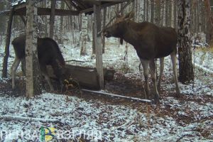 Стало известно, когда назовут победителей жеребьевки на добычу копытных животных