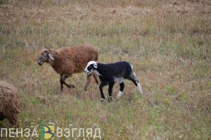 18 августа в Пензенской области ожидается до +25 градусов