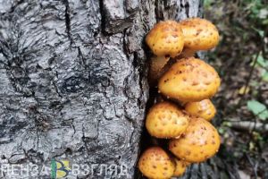 Пензенцев предупреждают об уголовной ответственности за сбор некоторых грибов