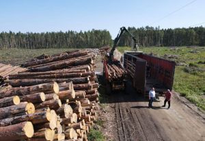 Пензенцы отправят в Курскую область около 700 кубов леса