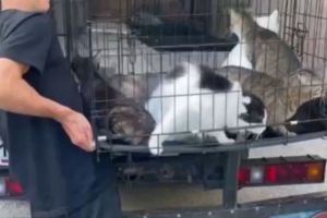 Пензенские волонтеры спасают животных из-под обстрелов в Белгородской области
