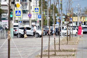 В Пензе на улице Плеханова возле цирка посадили молодые липы