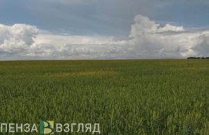 В Пензе и области более 340 детей младше 14 лет пострадали от клещей