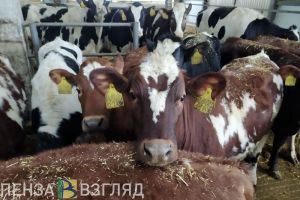 Пензенская область на 1 месте в ПФО по производству скота и птицы на убой