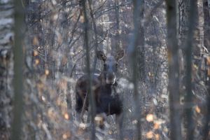 В Пензенской области охотникам разрешили добыть 7 лосей и 71 косулю