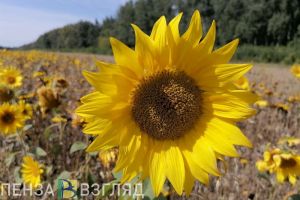 Последняя неделя августа будет для пензенцев жаркой и солнечной