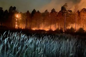 В Пензенском районе пожарные потушили возгорание в лесу
