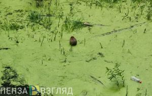 Пензенцев приглашают принять участие в уборке территории возле водоема