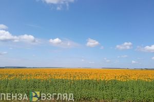 30 августа жителям Пензенской области прогнозируют 30-градусную жару