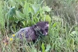 В Никольском районе сняли на видео редкое для Пензенской области животное