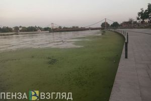 Река Сура в районе набережной около пензенского «Ростка» зацвела и дурно запахла