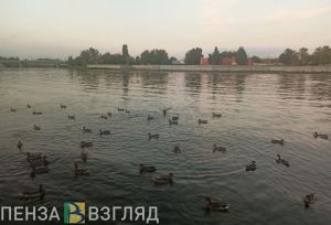Утки стали достопримечательностью пензенской набережной