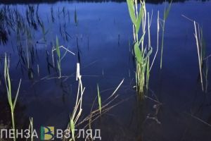 «С двух сторон болото, сейчас ползают змеи»: жители Каменки просят о помощи