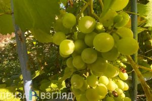 Главный терапевт Пензенской области рассказала о людях с «винными лицами»