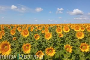 Синоптики о погоде в Пензенской области: «Раннее бабье лето продолжается»